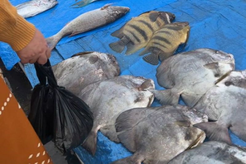 Produk Ekspor UMKM Asal Sulawesi Tenggara Mayoritas Dari Hasil Kelautan, Sumber : Istimewa